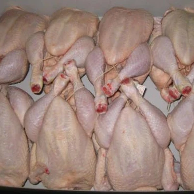 
Hight Quality Chicken Frozen Wholesale Cheap Price From Thailand  (1700001758947)