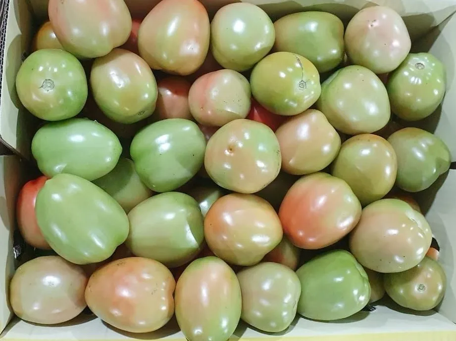 Fresh Premium Indian Quality Tomato