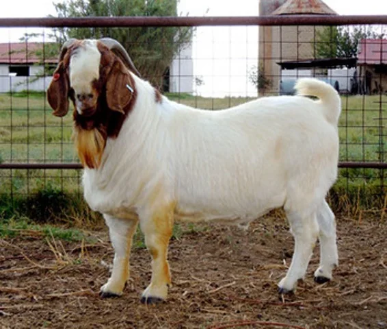 
Live Goats/Heifers Bulls/Fattening Beef Bulls/Sheep 