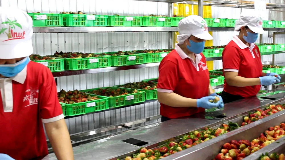 330 мл VINUT банка (луженая) оригинальный вкус томатный сок от производителя частная марка оптовая продажа естественный образец бесплатно