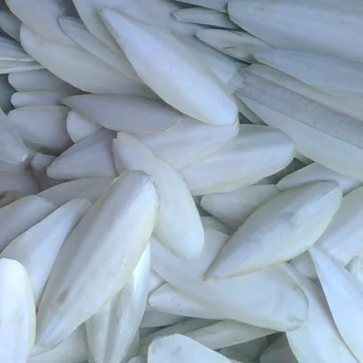 Fresh VIETNAM CUTTLEFISH BONE 2021 Ms. Annie +84 973125732 ( Whapsapp )