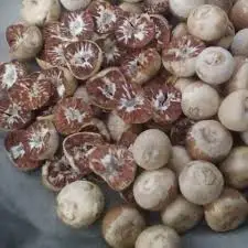 Дешевый экспорт betel nut/жасмин + 84 896679047