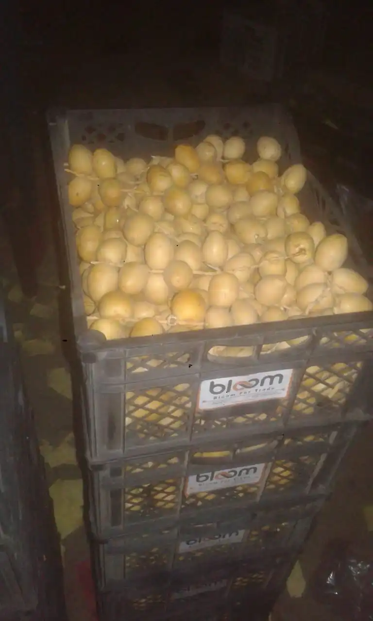 
Best Selling Fresh Date barhi type 