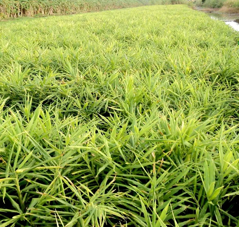 100% Organic Ginger Cooking and Medicine Ginger