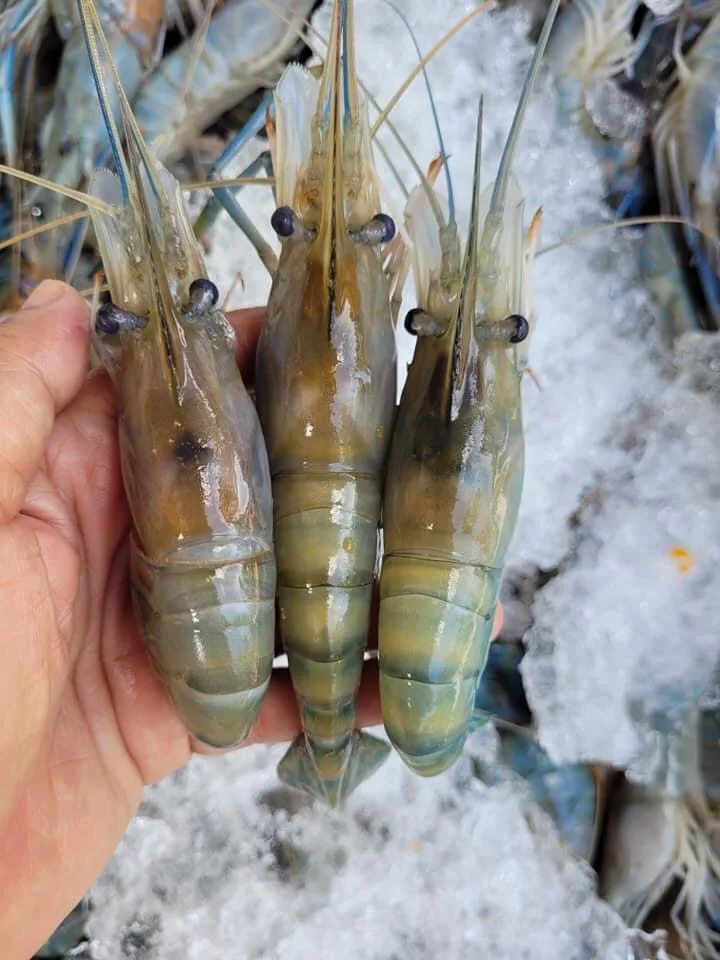 quality grade frozen river shrimp from Thailand by SP Organic