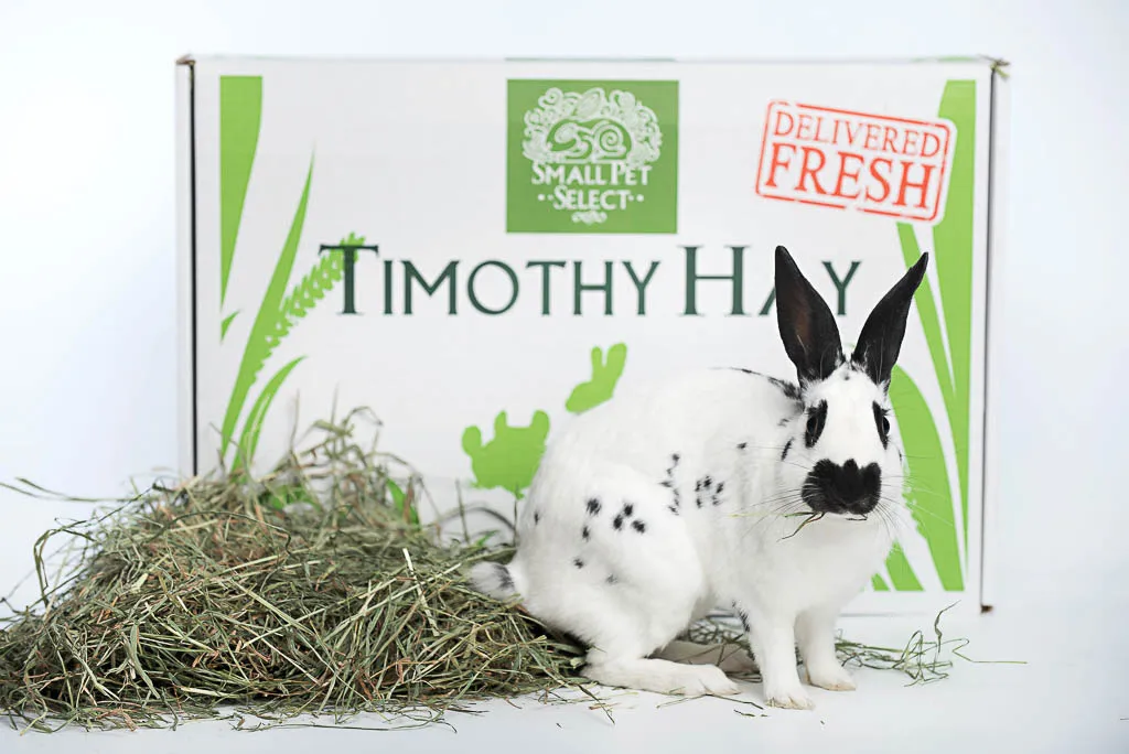 
Cheap top quality alfafa Timothy Hay for small animal 