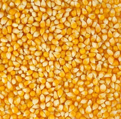 Yellow Indian Maize At Attractive Price