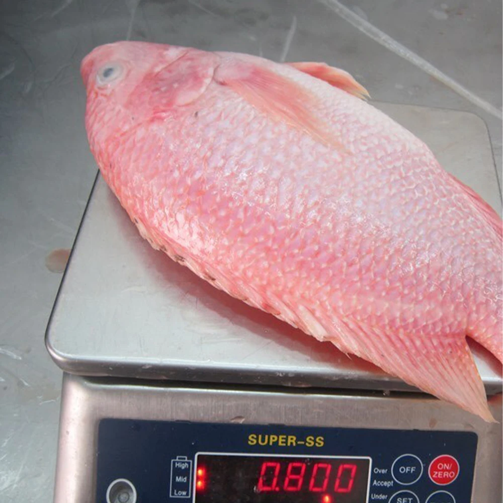 Frozen Red Tilapia Fish 100% Natural | Vietnam Food Export Products | IQF | Cheap Price | Frozen Fish 500g-800g
