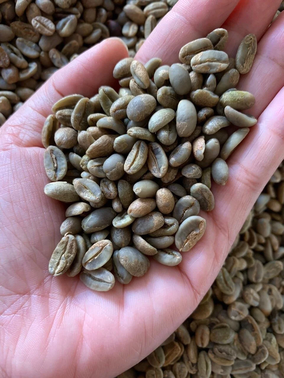 
AA Grade and Robusta Variety robusta coffee bean( 0084 989 322 607 whatsapp) 