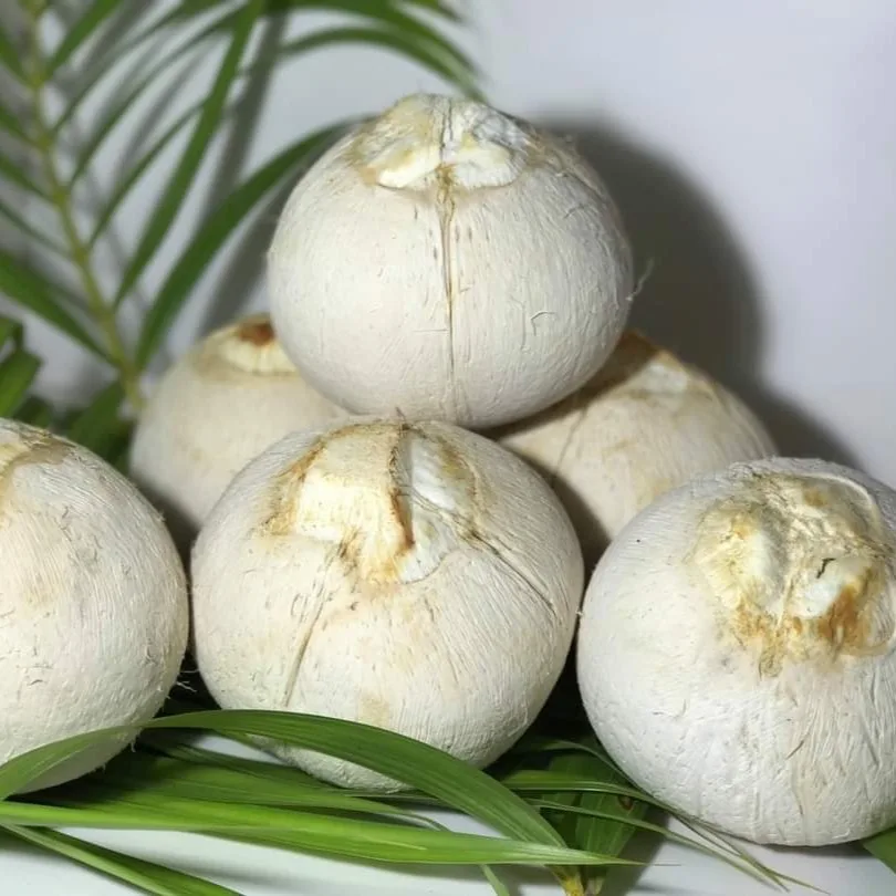  Свежий молодой кокос из Вьетнама высокое качество конкурентоспособная цена на экспорт