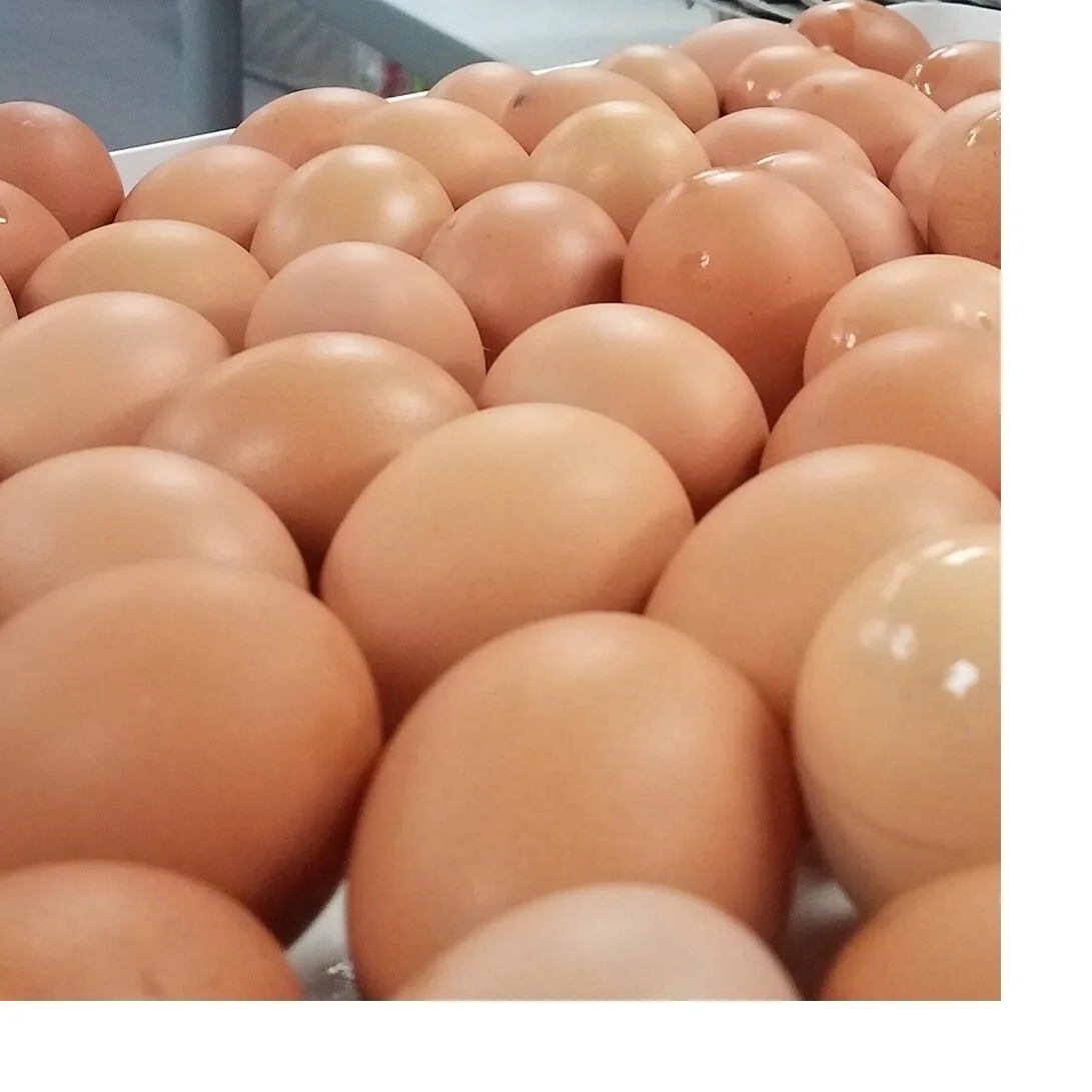 High Quality Fertile Hatching Chicken Egg/Fresh Chicken Table Eggs