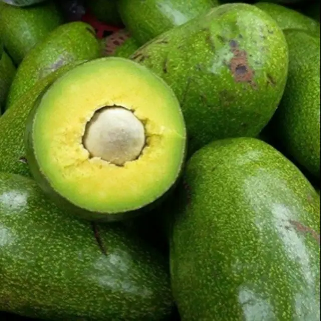 
FRESH DAKLAK AVOCADO VIETNAM ORIGIN 