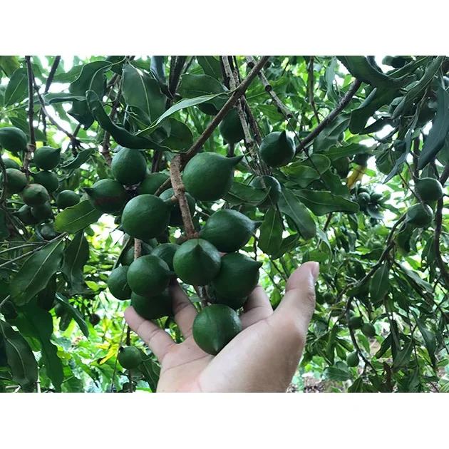 
Vietnam Supplier ISO Certification Organic Dried Macadamia Nuts Shell Cracked 