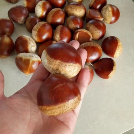 Delicious Bulk raw chestnuts,dried chestnuts Wholesale