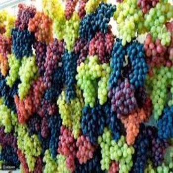 grapes A FROM EGYPT
