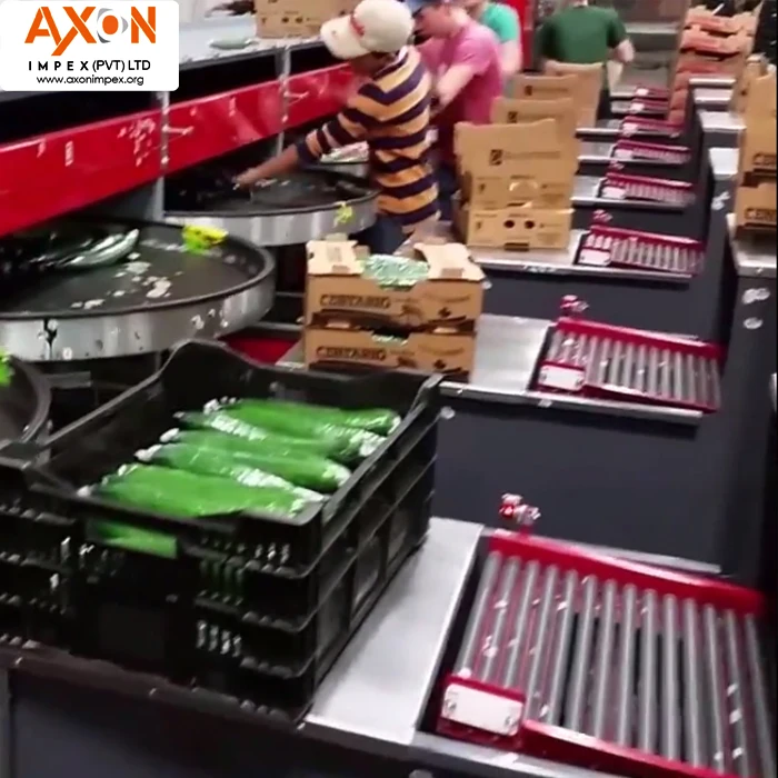 
Hot Selling Best Price Fresh Cucumber for Wholesales/Seasonal cucumber/ Long cucumber 