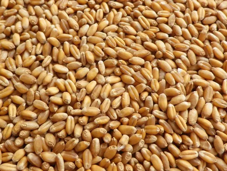 Top Quality WHEAT GRAINS /Durum Wheat in Bulk supply