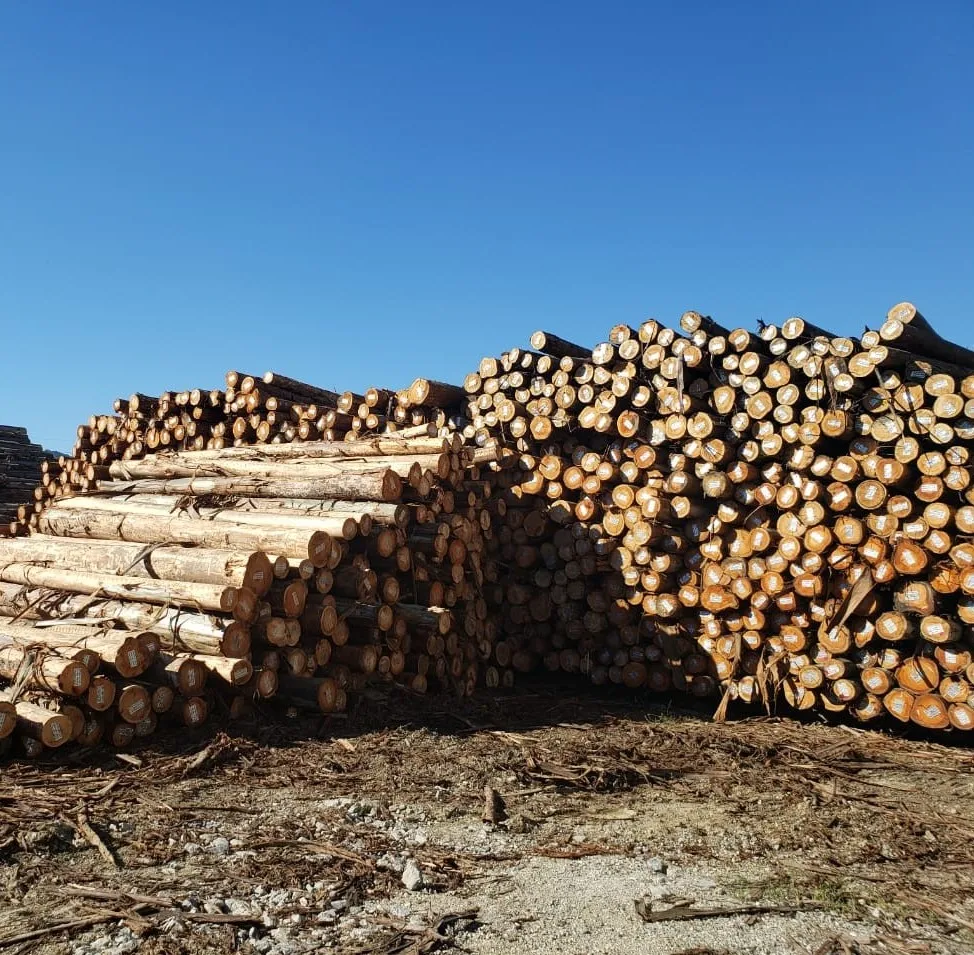  Hot Selling Eucalyptus Wood