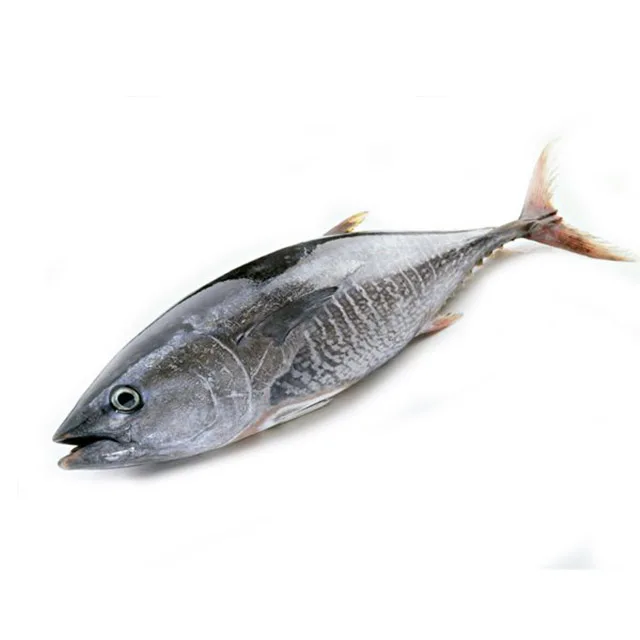 Hot Sale Fish Tuna/Bonito With Good Price For Export