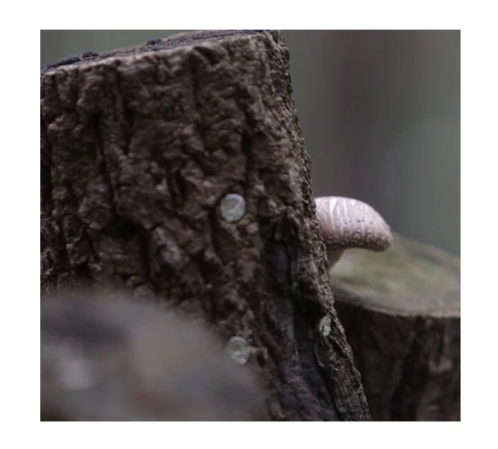 
 Сухой экстракт грибов Shiitake в Корейском стиле, органический Урожай Shinnong 4 ~ 5 см, коричневый свежий  