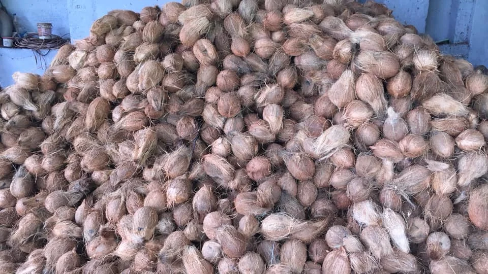 Dried Semi-Husk/ Husk Coconut Mature Coconut with Good Quality