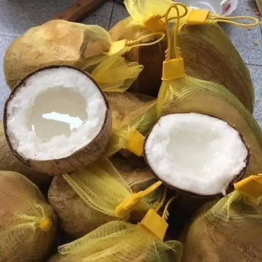 Высококачественный свежий кокос с картонной упаковкой помогает улучшить вашу кожу экспорт из Вьетнама