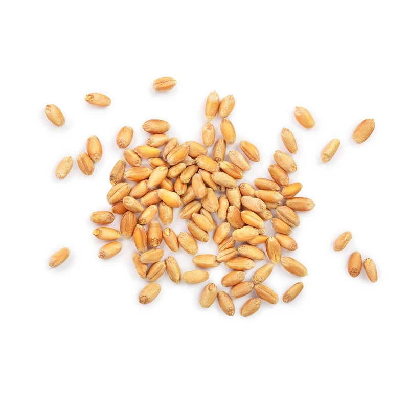 Высококачественная Пшеница по надежной цене, самый крупный запас пшеницы в Индии