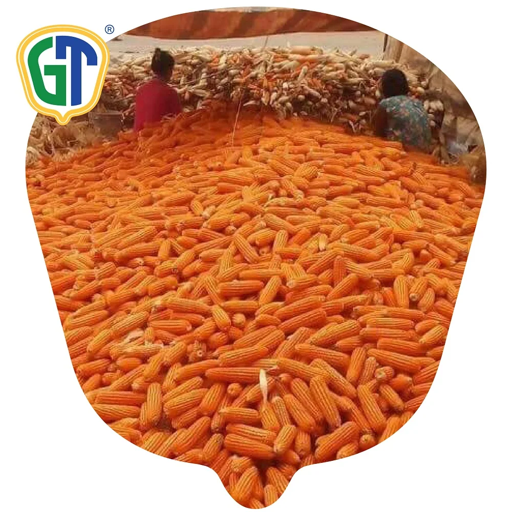 GT722 Very High Yield High Shelling Percentage F1 Hybrid Corn Seeds/Maize Seeds With Phytosanitary Certification From Thailand