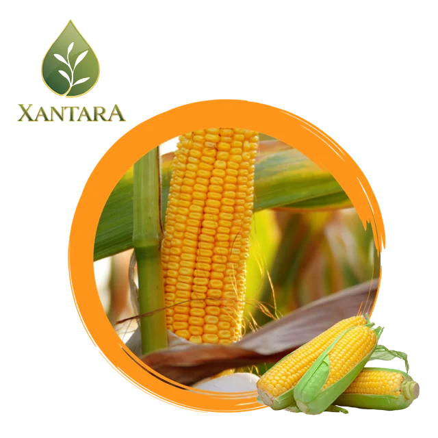 
Sweet corn canned Sweet canned Foods 