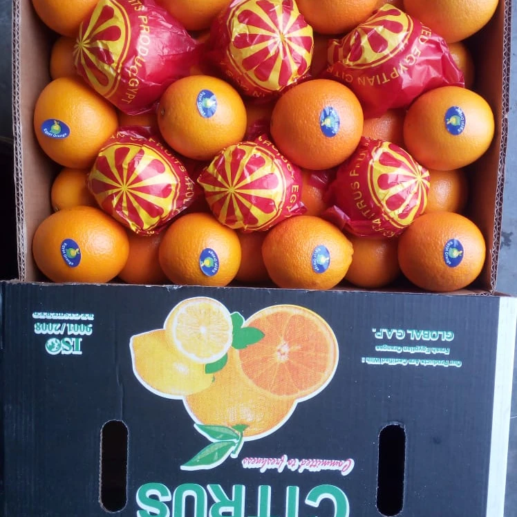 common fresh Egyptian orange