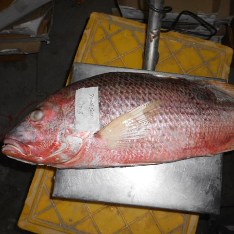 RED SNAPPER FISH