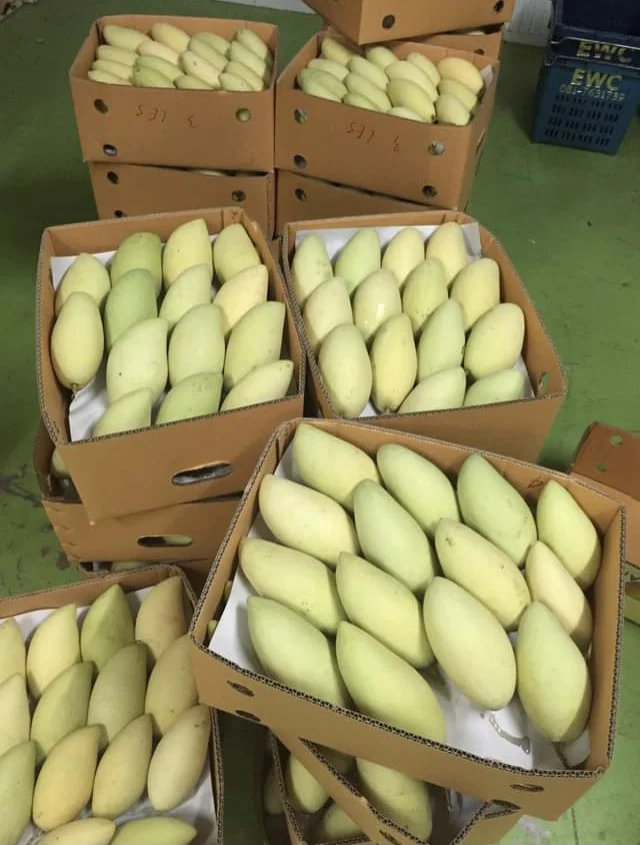 
Premium Seller Natural Fruit EWC Brand Thailand Fresh Mango Namdokmai Size 15cm 