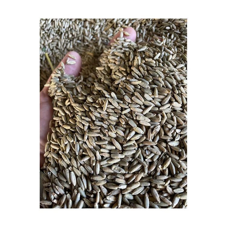 100% натуральное зерно пшеницы органического качества для продажи сельскохозяйственное производство