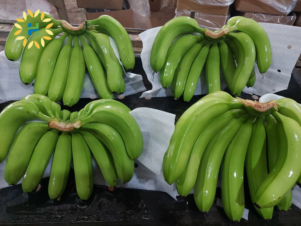 FRESH CAVENDISH BANANA FROM VIETNAM - BEST PRICE