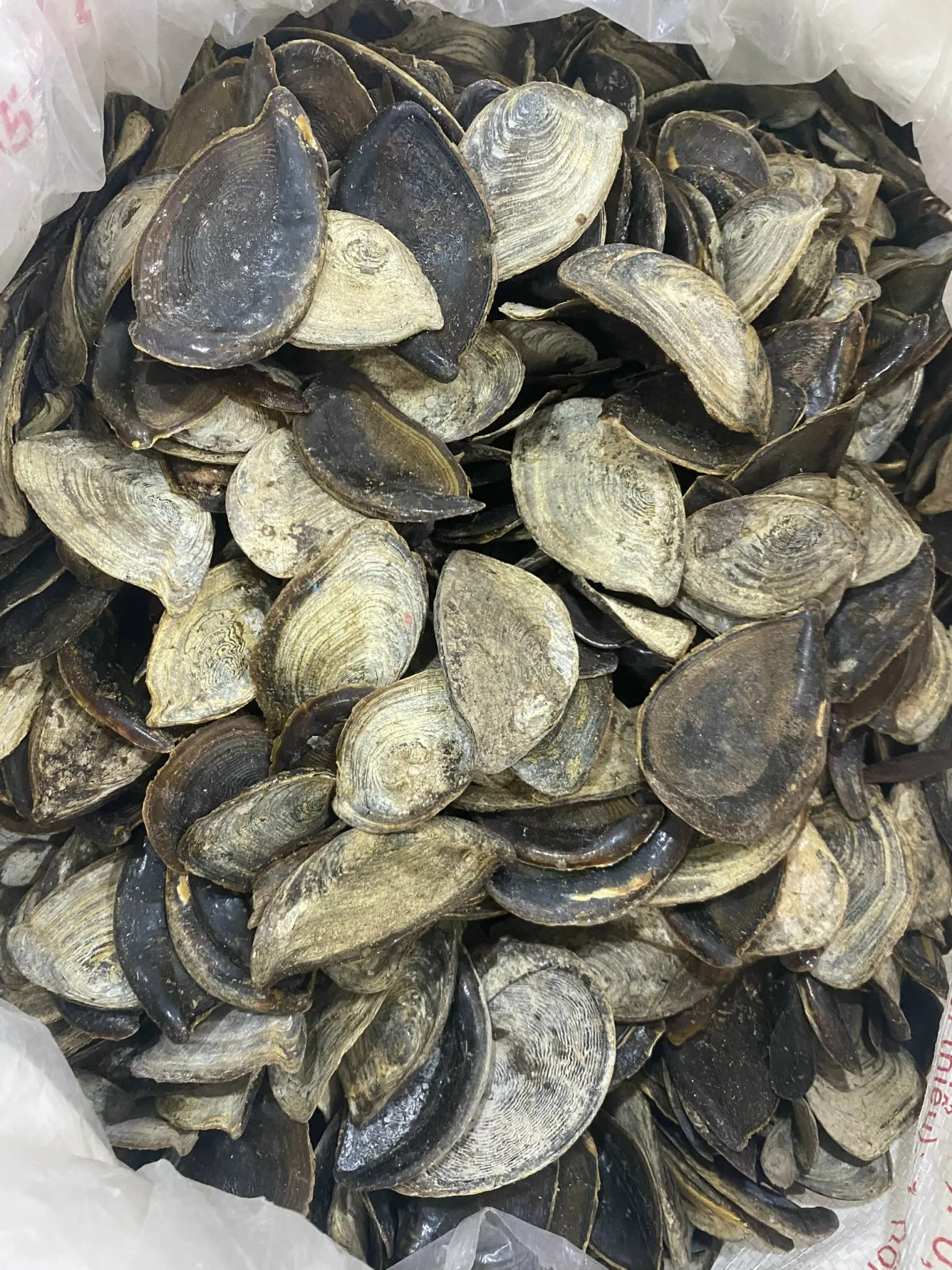 Wholesale Manufacturer  Seashell Murex Operculum Cheap Price from 99 Gold Data