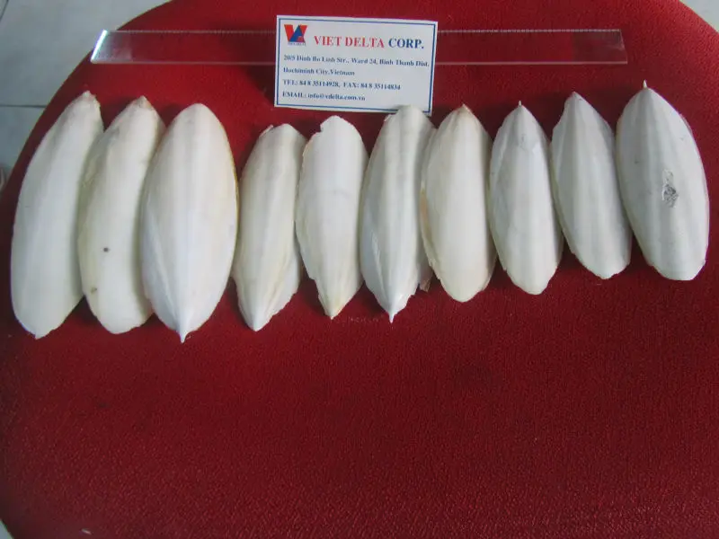 
Animal food in bulk // Wholesale pure cuttlefish bone cuttle fish bone cuttlebone for bird/ +84 396986490 