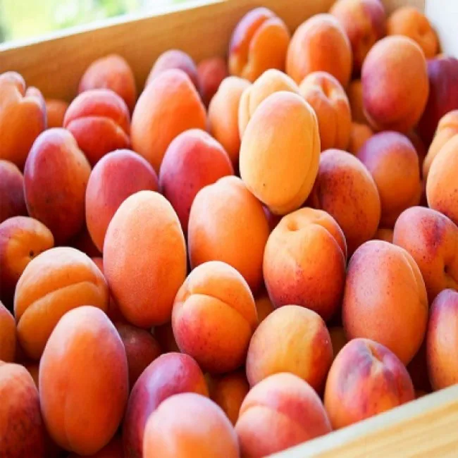 
Fresh Apricots for sale fresh from farm 