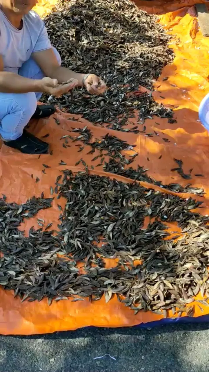 Openculum Seashell Вьетнам для изготовления парфюма высокого качества