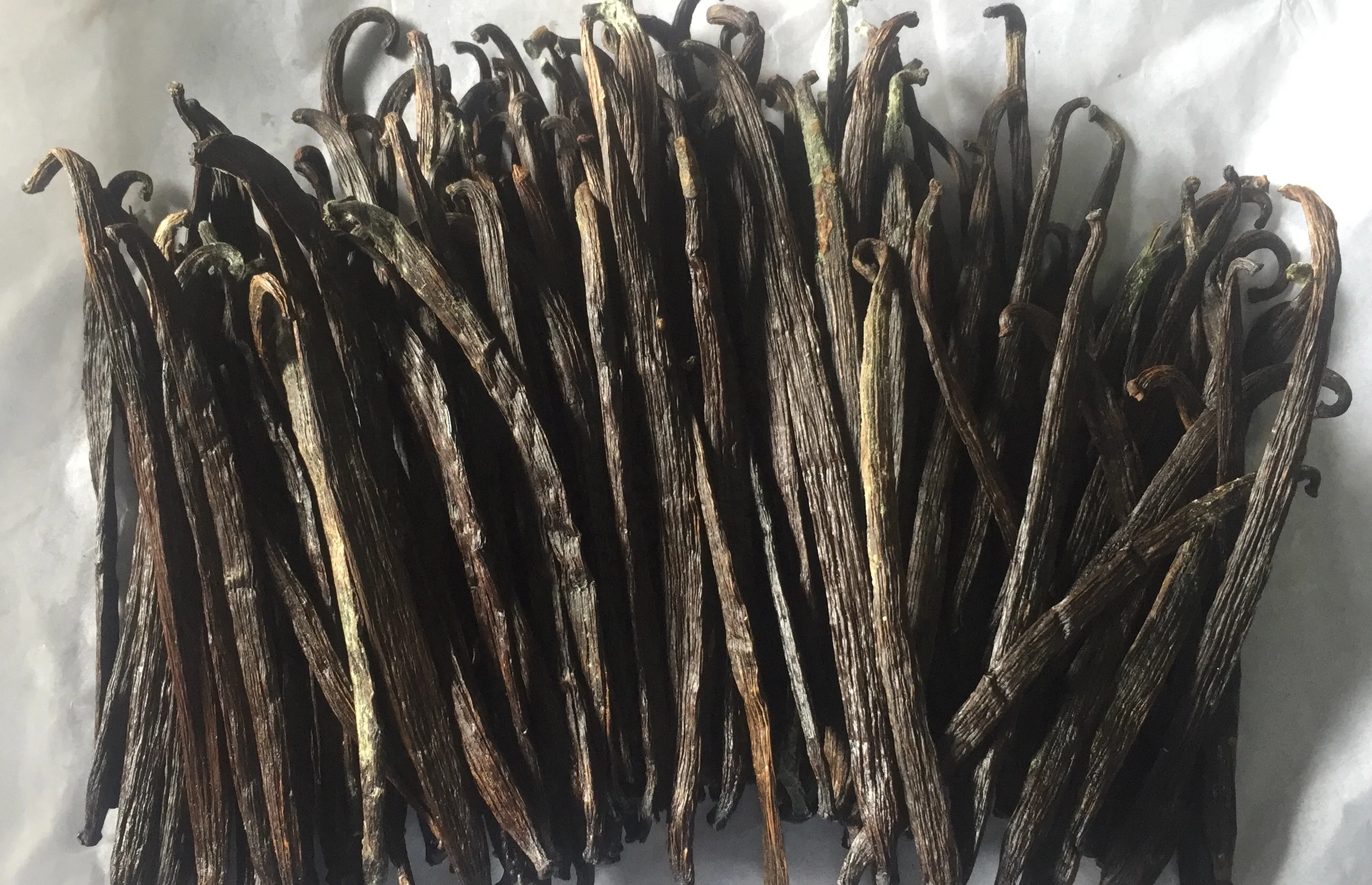 RENDAH TAHITENSIS GRADE-3 14-15.9 CM VANILLA BEANS for EXTRACTION Hot Selling Indonesian Papua Best Quality with Best Price