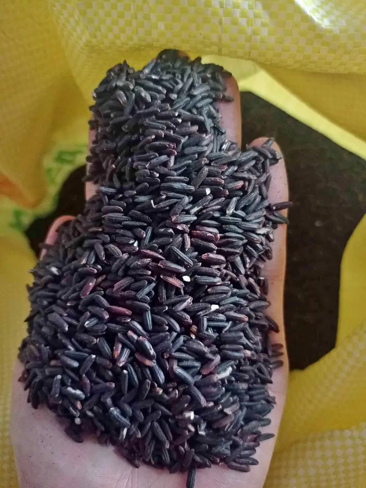 
Export To The World Black Rice 5% Broken With High Fiber Special Good For Health 