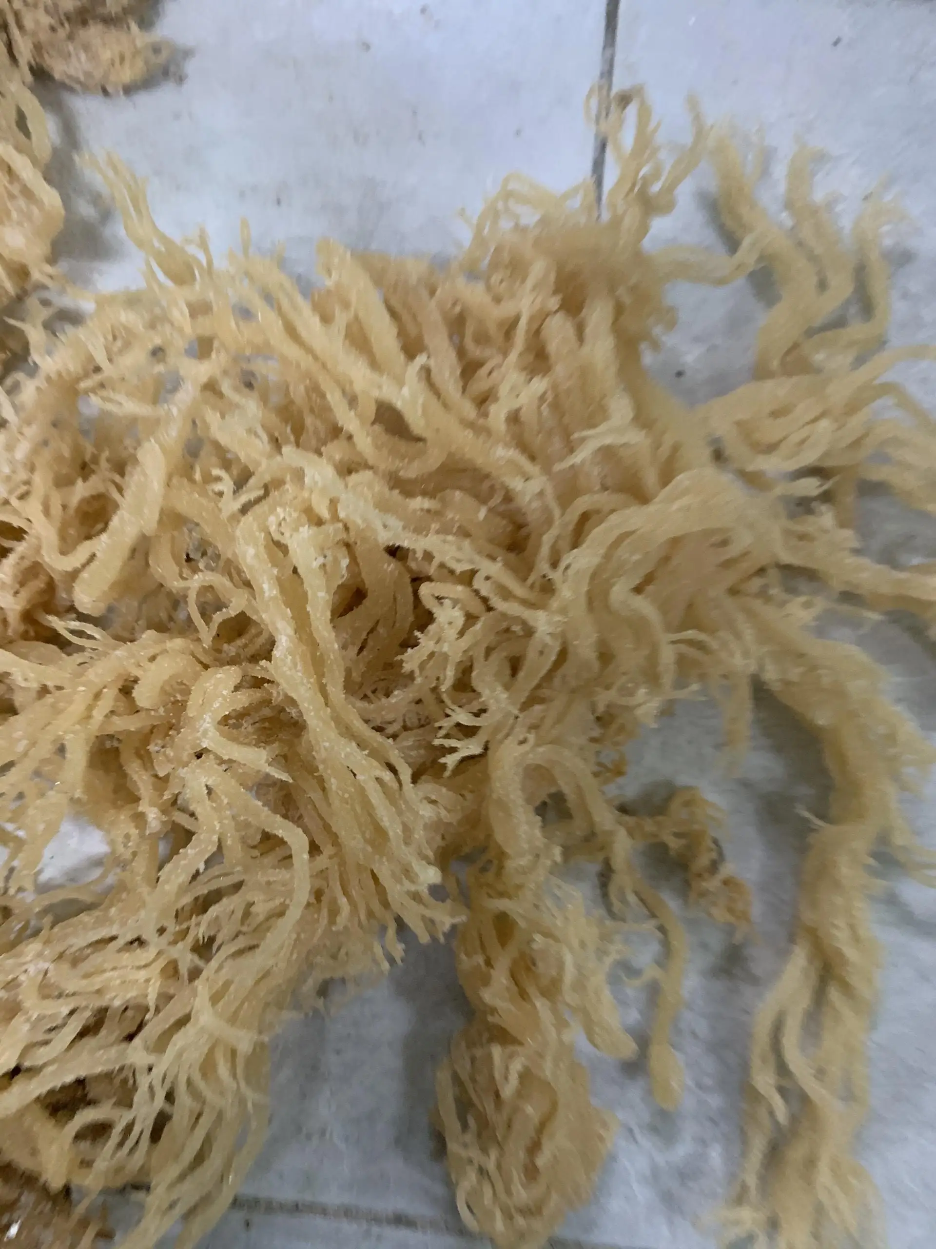 Высококачественный морской Мох/eucheuma cottonii/Соленые