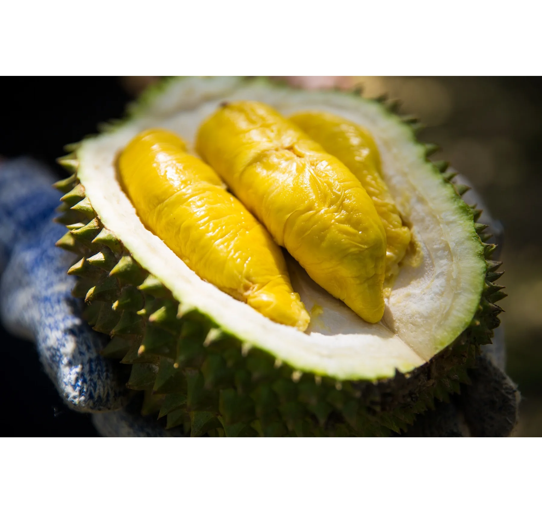
Best Seller Fresh Durian Musang King AA D197 from Top Malaysia Durian Fruit Supplier 