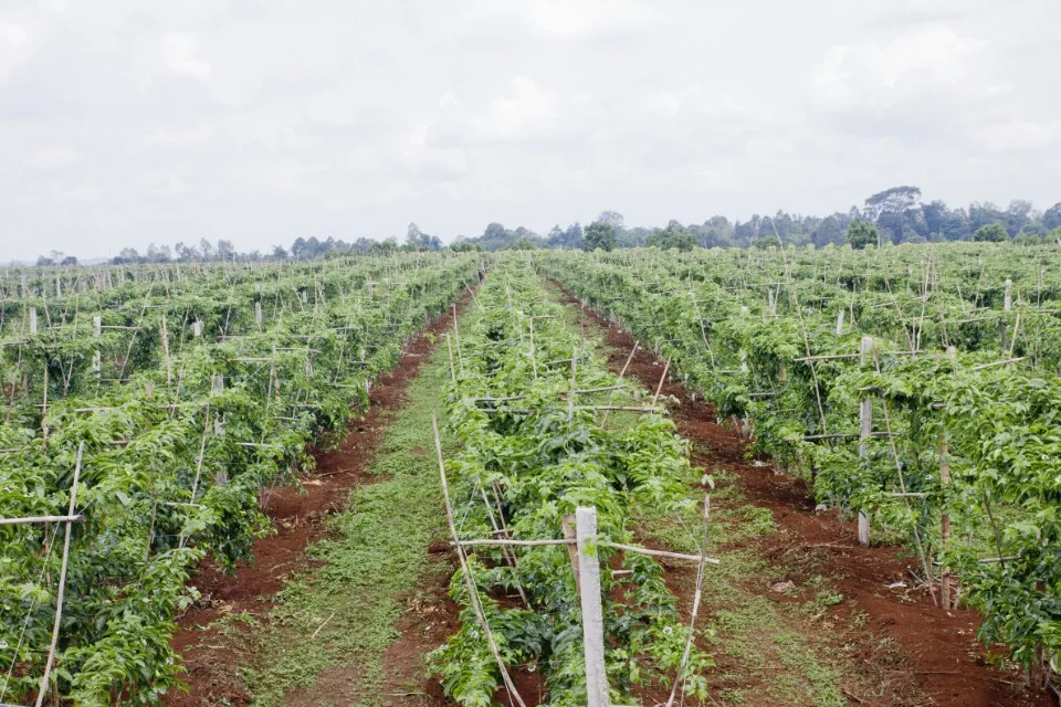 Passion Fruit - High quality products - competitive prices in the market in 2022