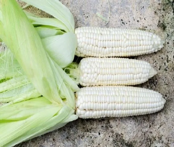 White Corn, White Corn Suppliers available at best rate
