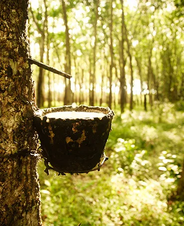 Natural Latex Liquid Ammonia Rubber HA Latex 60%drc