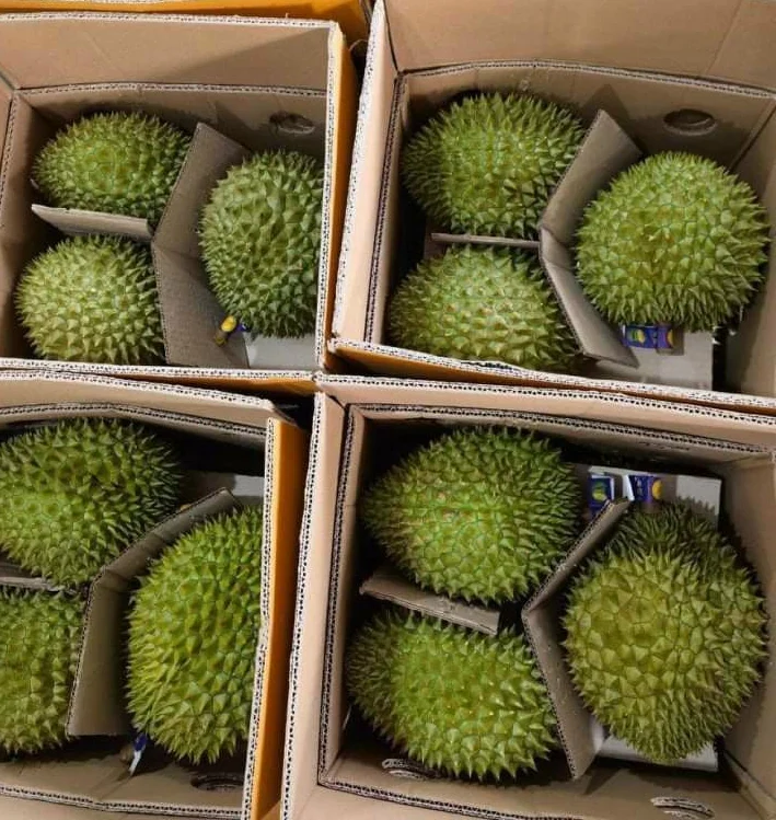 Fresh Durian Fruit /Fresh Durian Monthong/Fresh Durians