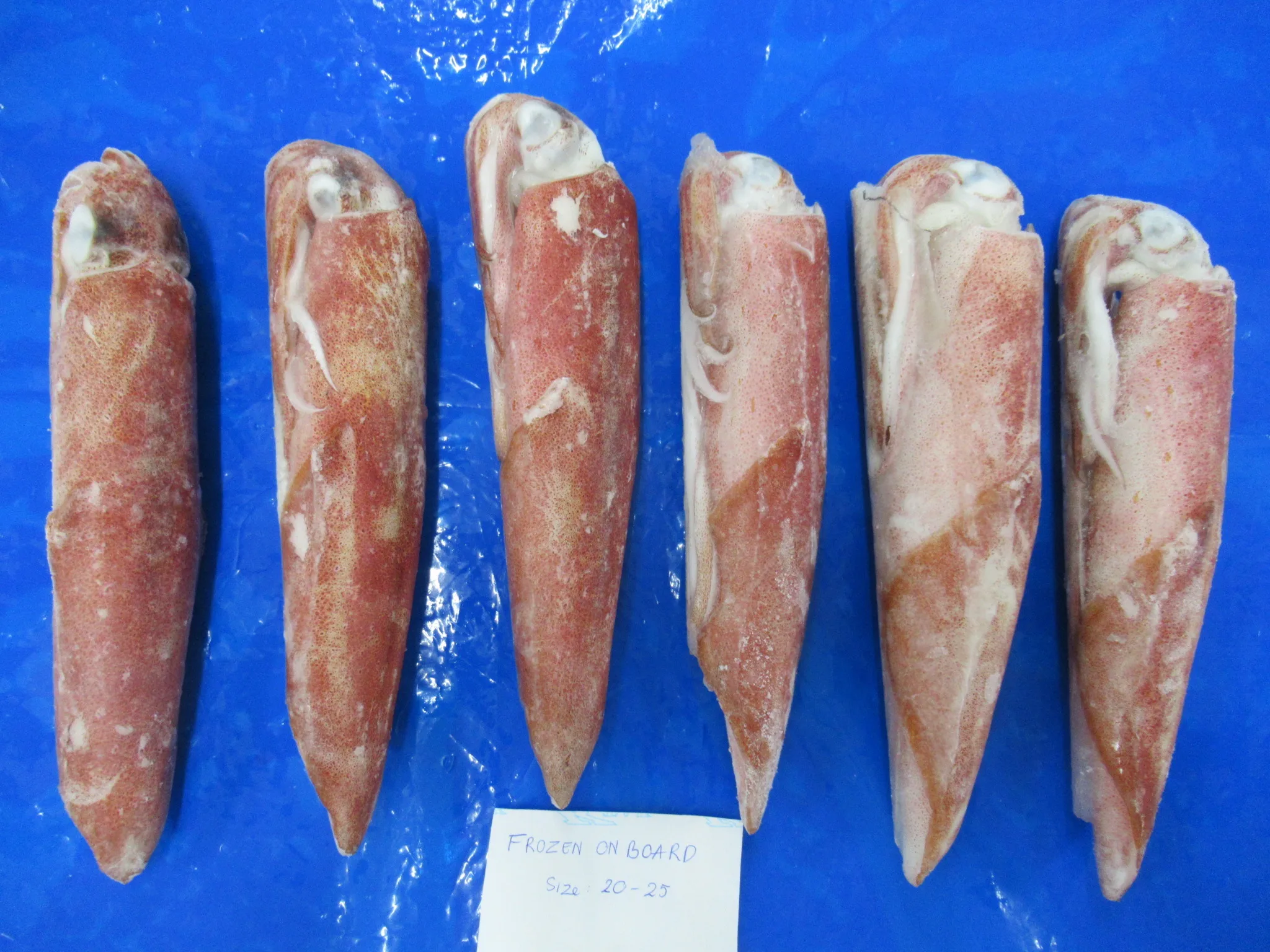 Vietnam seafood frozen squid wild caught loligo squid whole round
