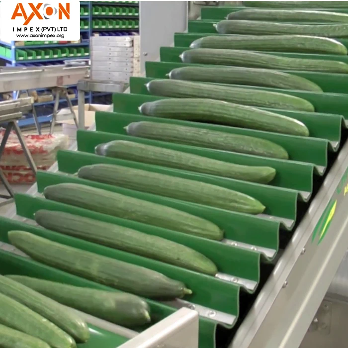 
Hot Selling Best Price Fresh Cucumber for Wholesales/Seasonal cucumber/ Long cucumber 