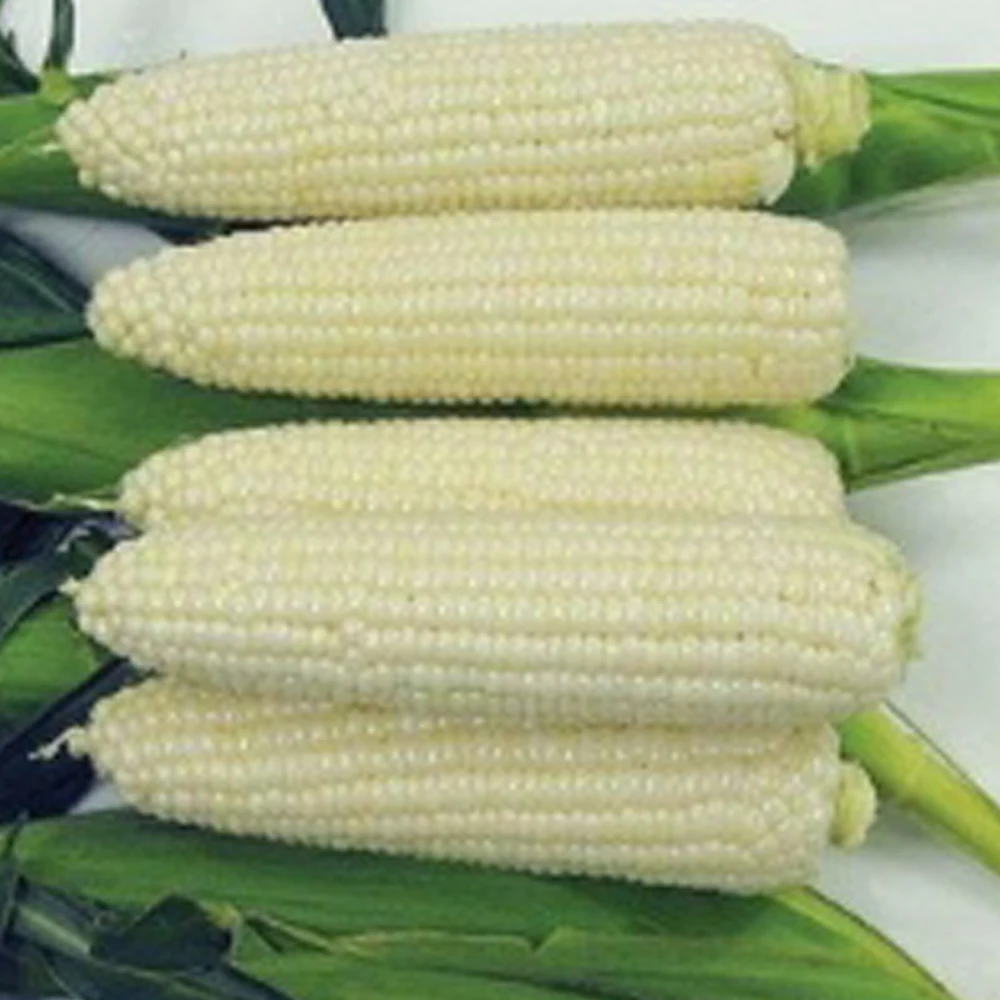 White Corn Haccp IQF Super Sweet Corn Kernel Bulk