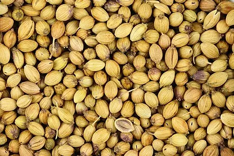 High Quality Coriander Seeds Spice Natural Plants
